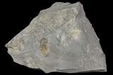 Pelagic Trilobite (Cyclopyge) Fossil - El El Kaid Rami, Morocco #165834-1